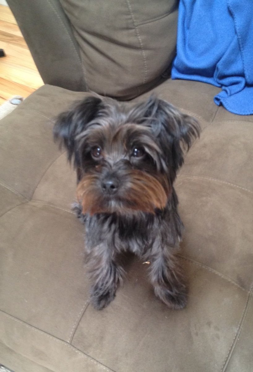 Метис чихуахуа и йоркширского терьера 1,5 месяцев