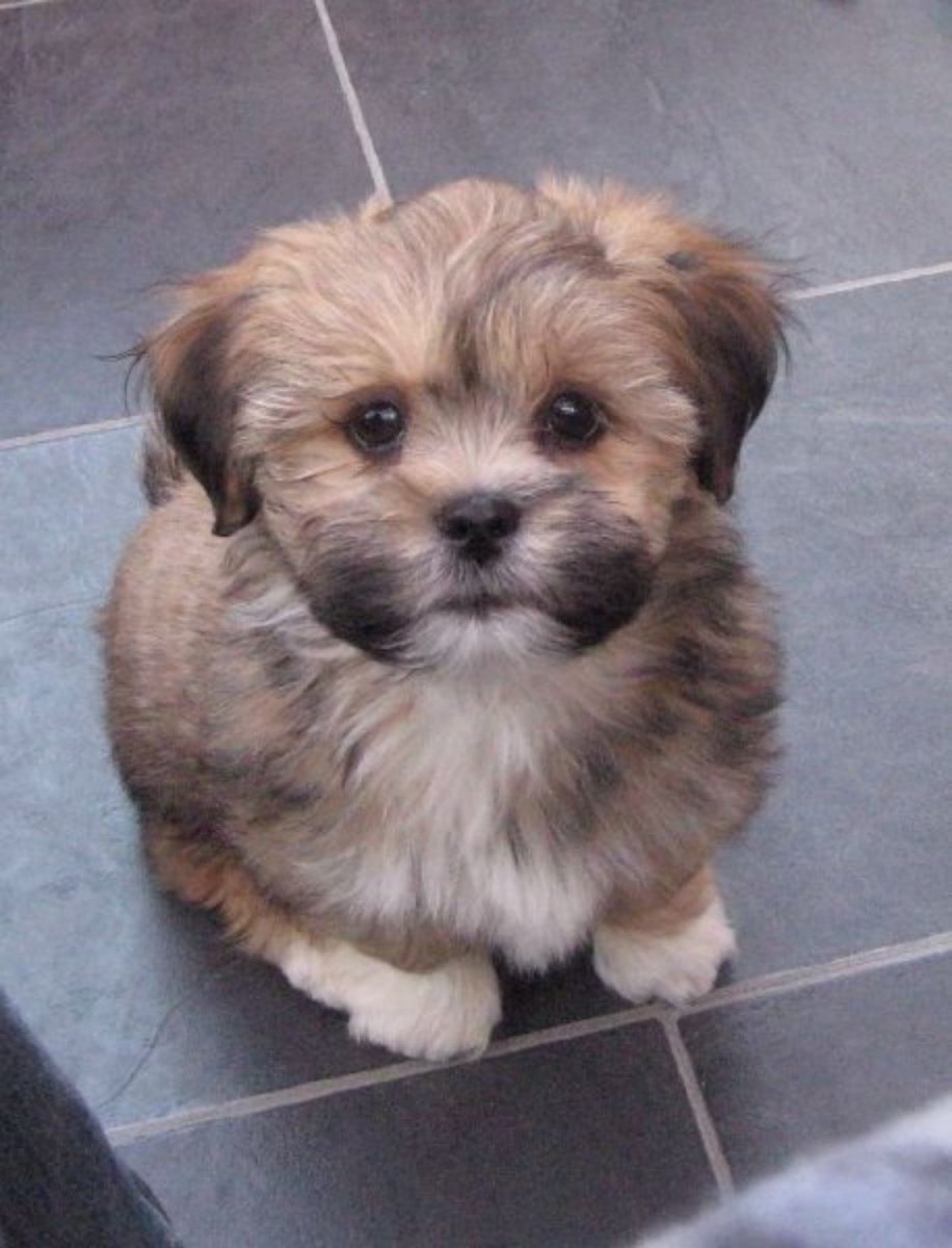 Метис чихуа и Йорка