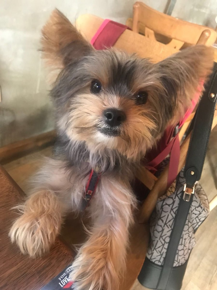 Корги и Йоркширский терьер