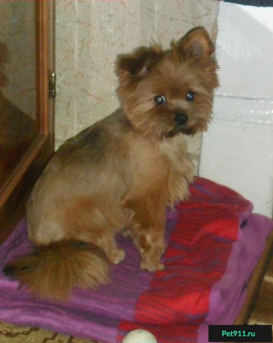 Метис Йорка и шпица