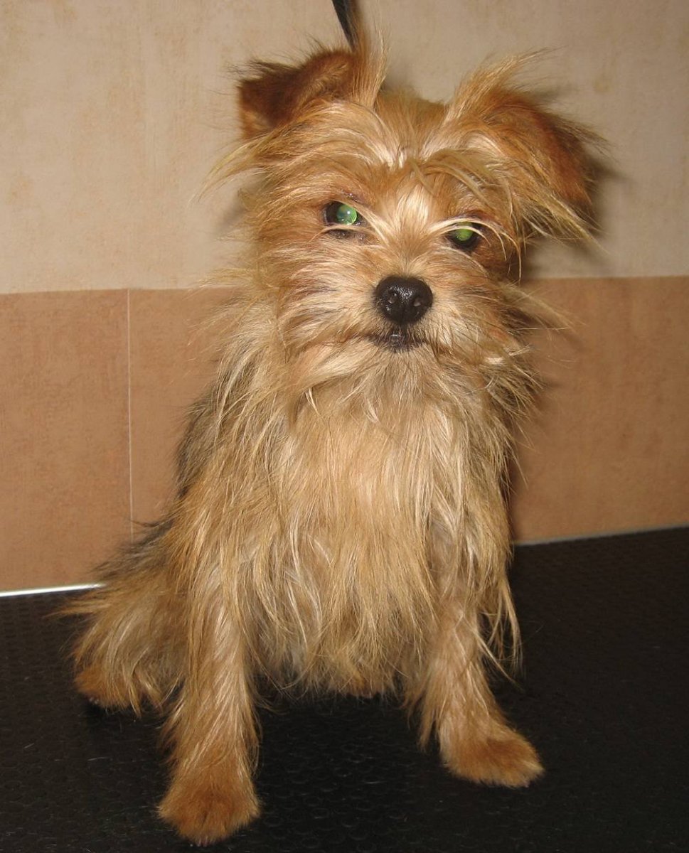 Метис Йорка и шпица