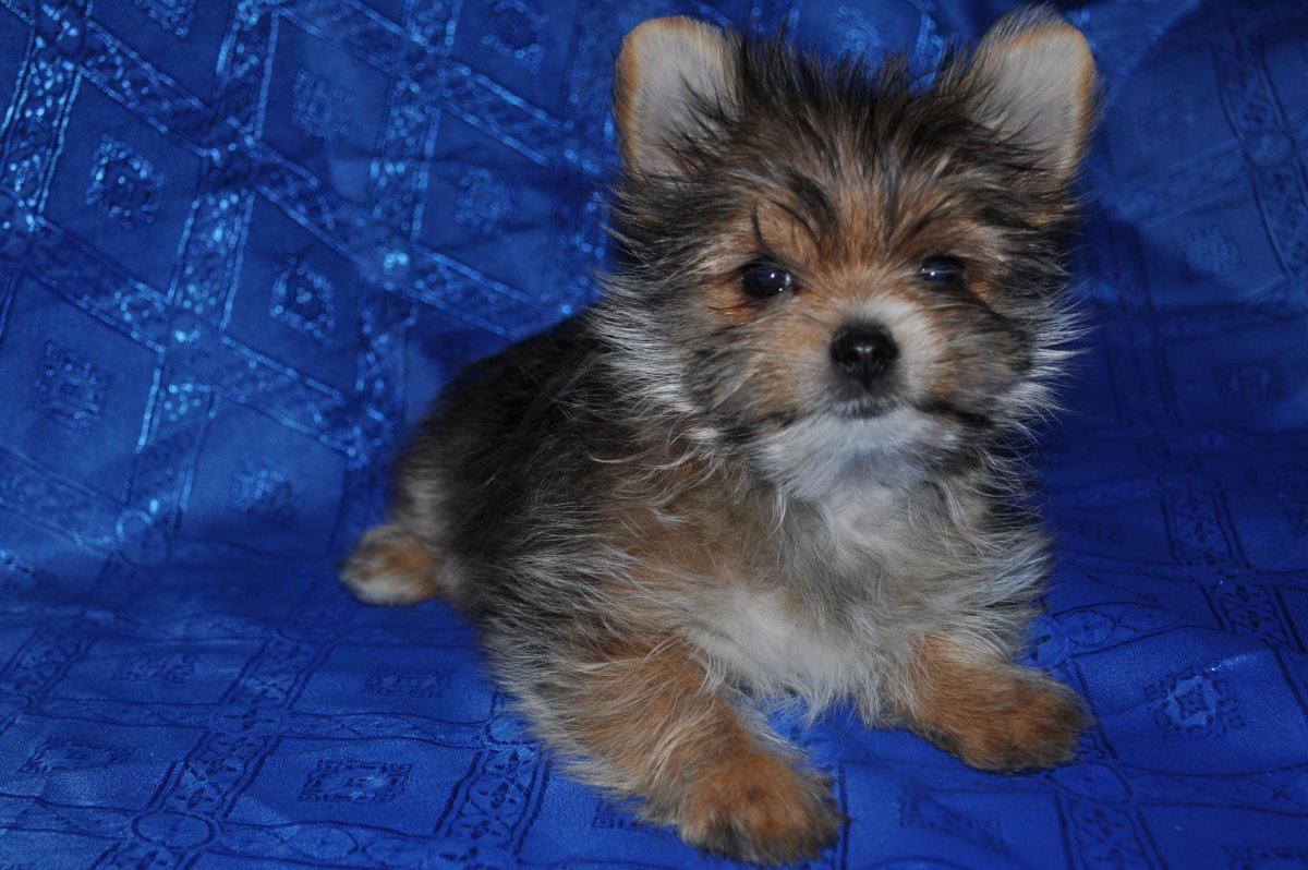 Помесь шпица и Йорка