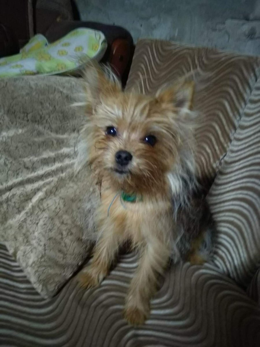 Помесь шпица и чихуахуа