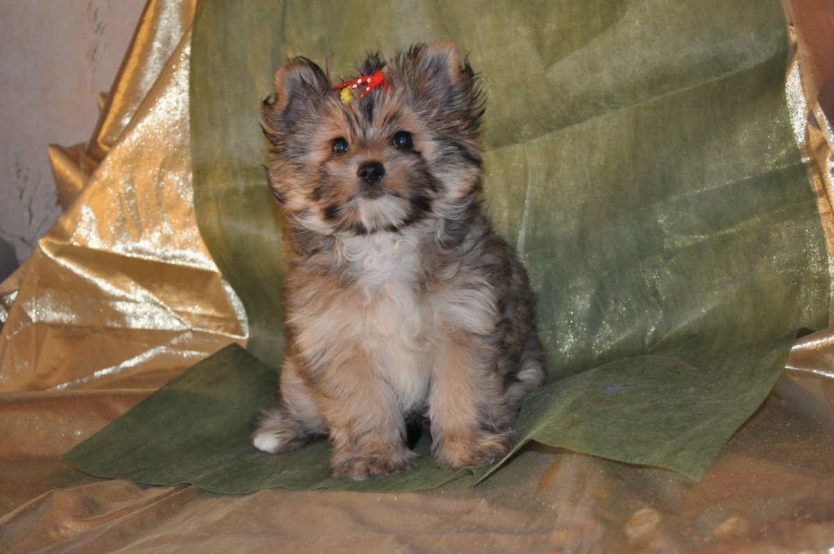 Метис Йорка и шпица