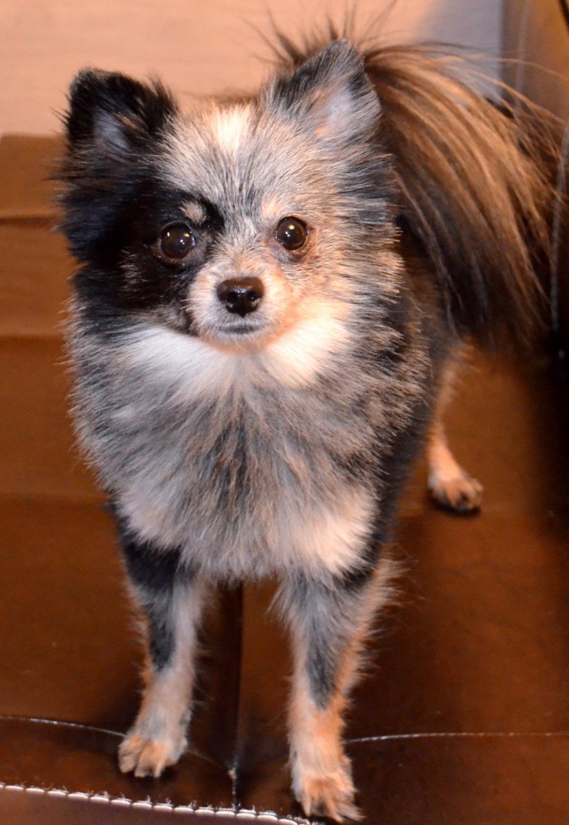 Шпиц плюс Йорк