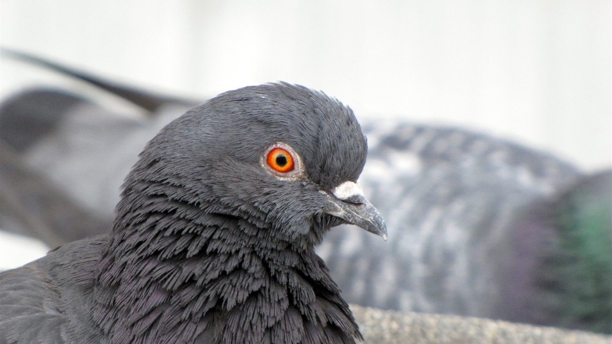 Горлица восковица