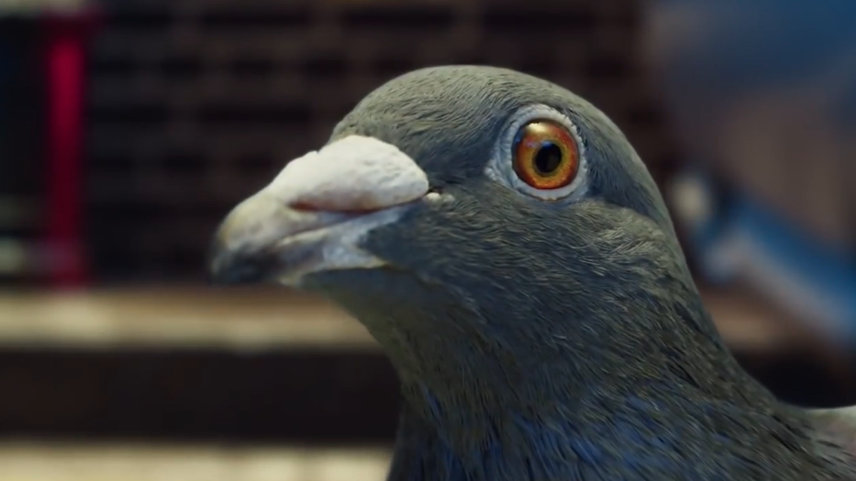 Глаз голубя