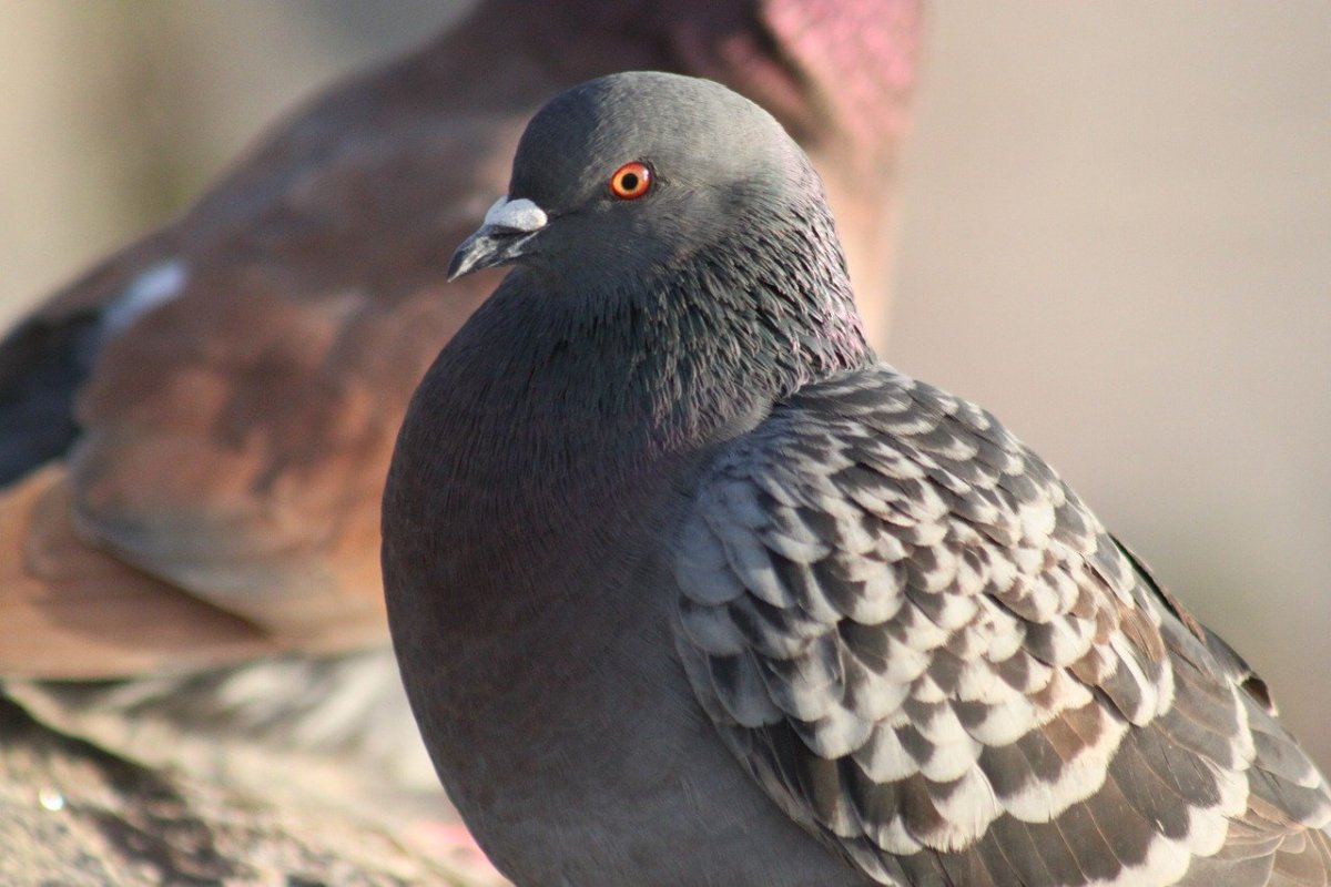 Архитектура глазами голубя
