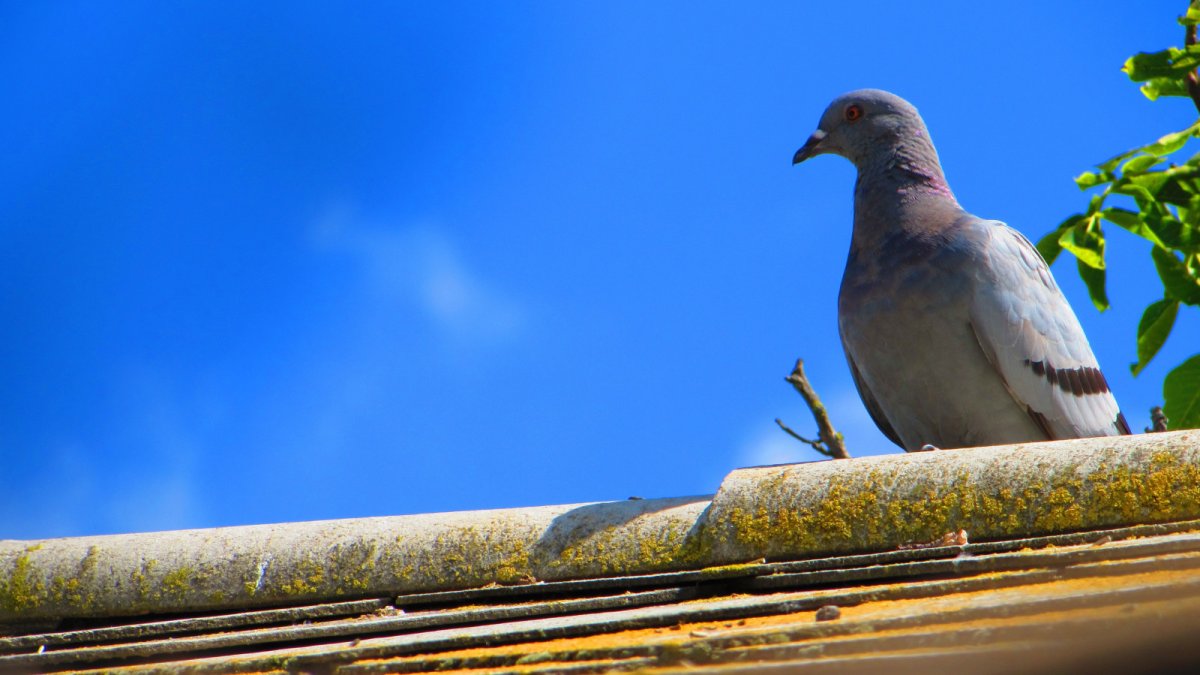 Голубой голубь