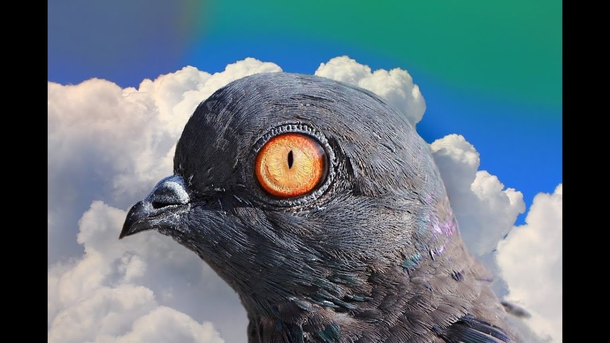 Новогвинейский горный голубь