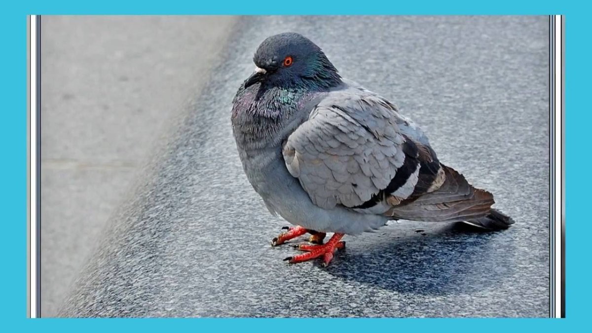 Смешной голубь