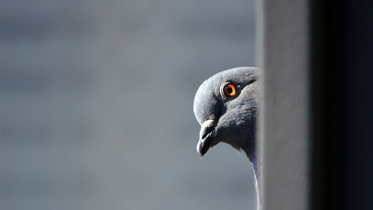 Голова голубя