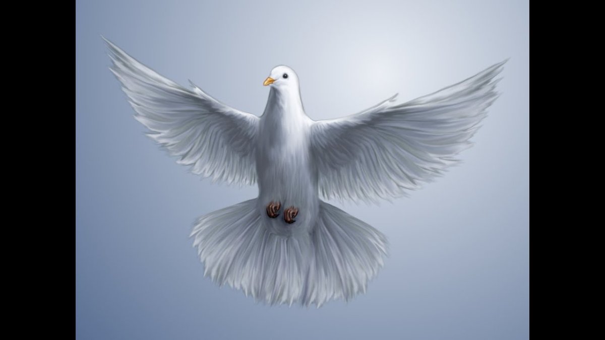 Белый голубь