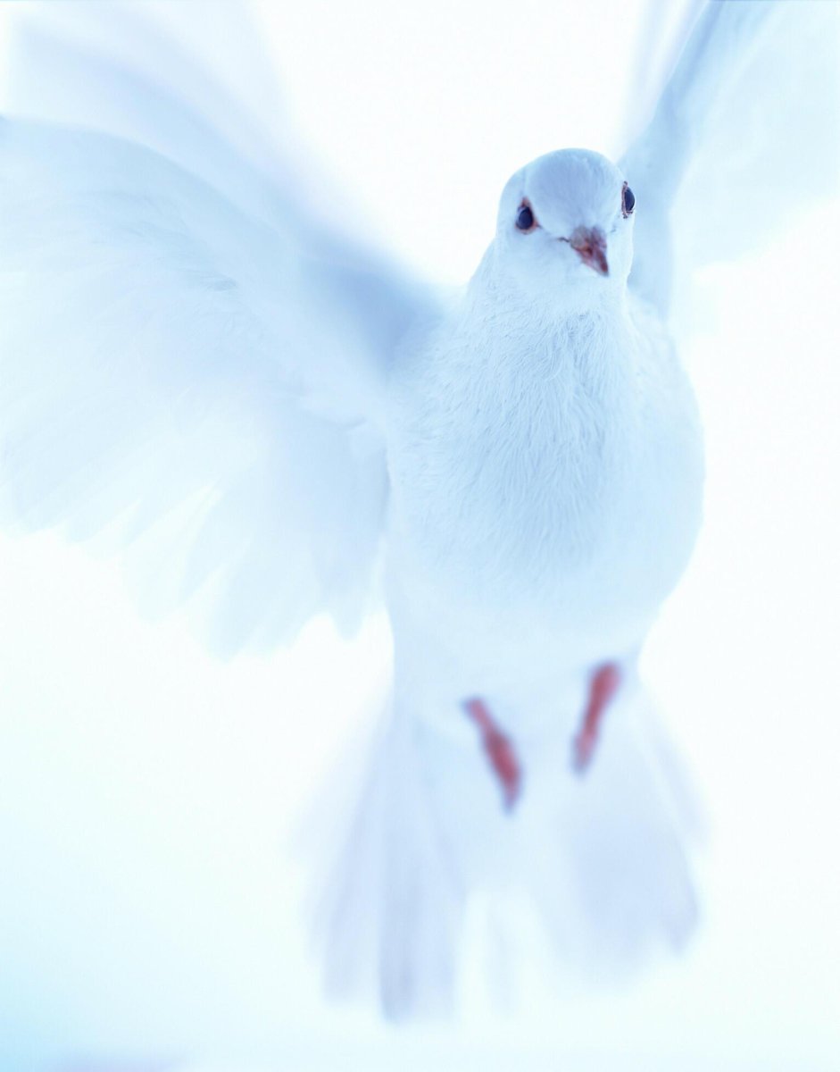 Тупой взгляд голубя