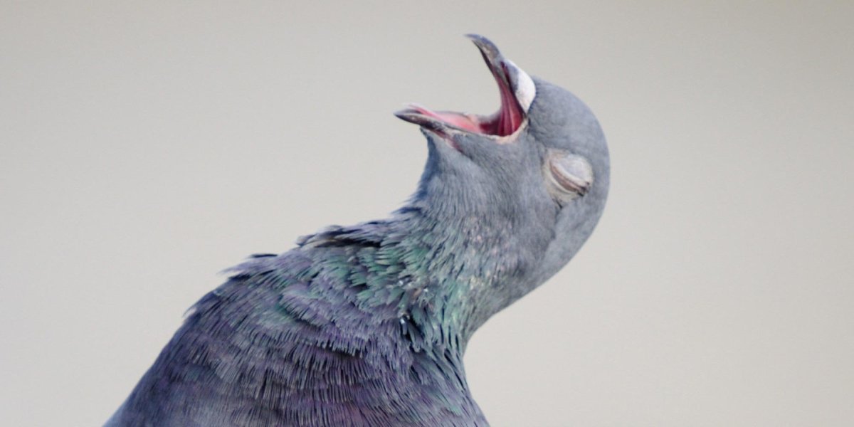 Голубь Минимализм