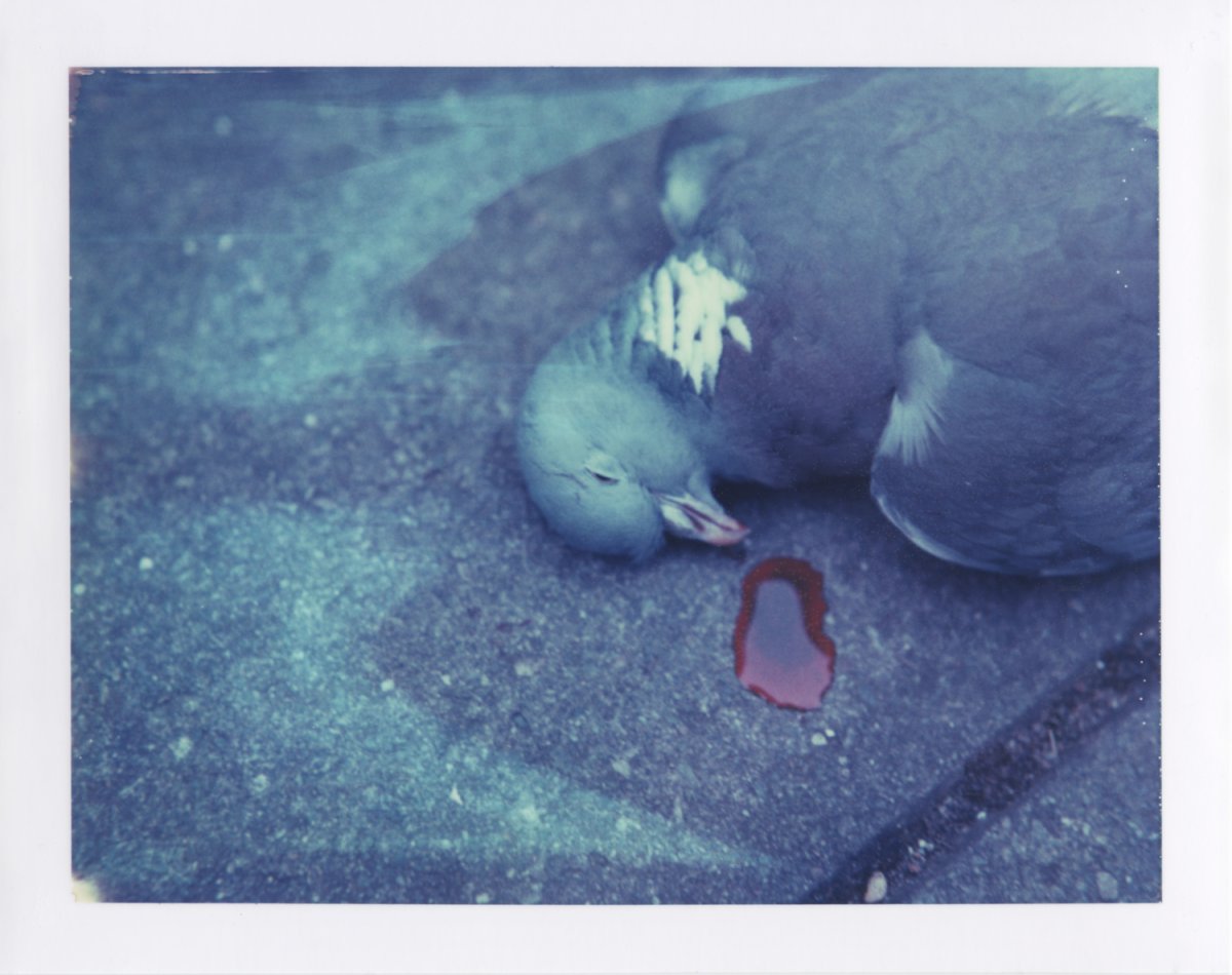 Голубь сидит