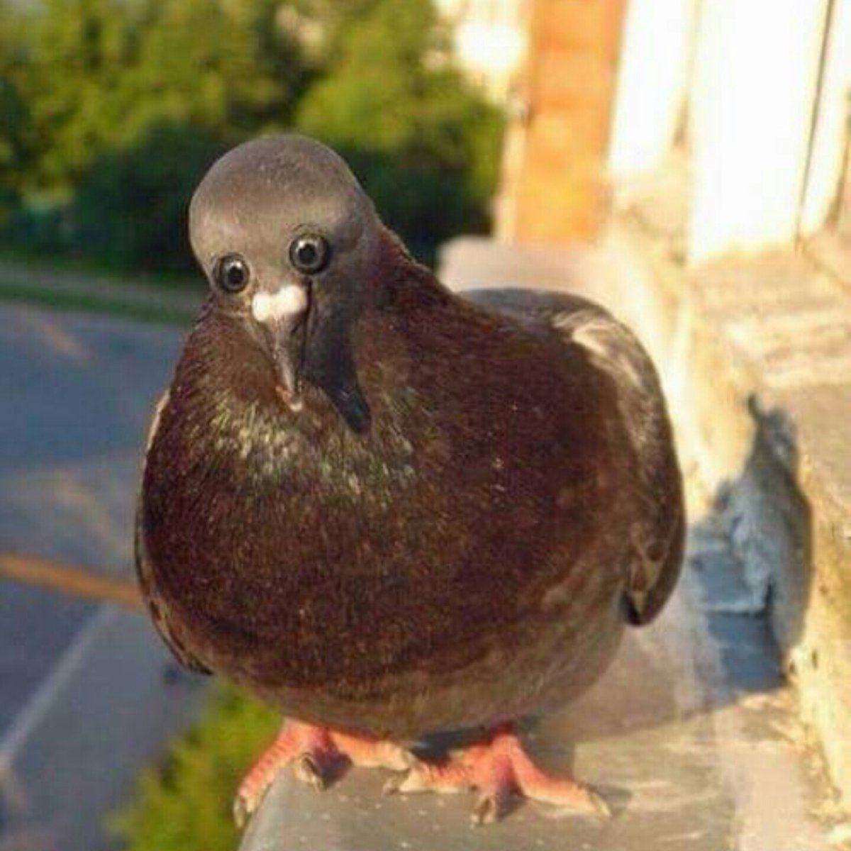 Голубь Святой дух