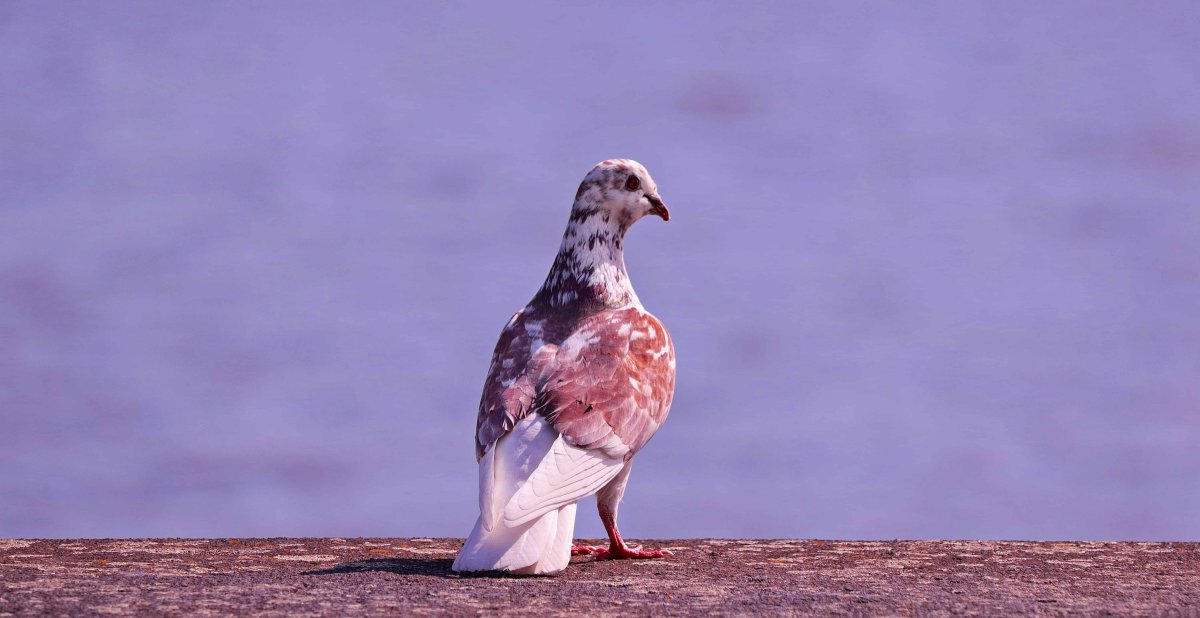 Голубь с открытым клювом