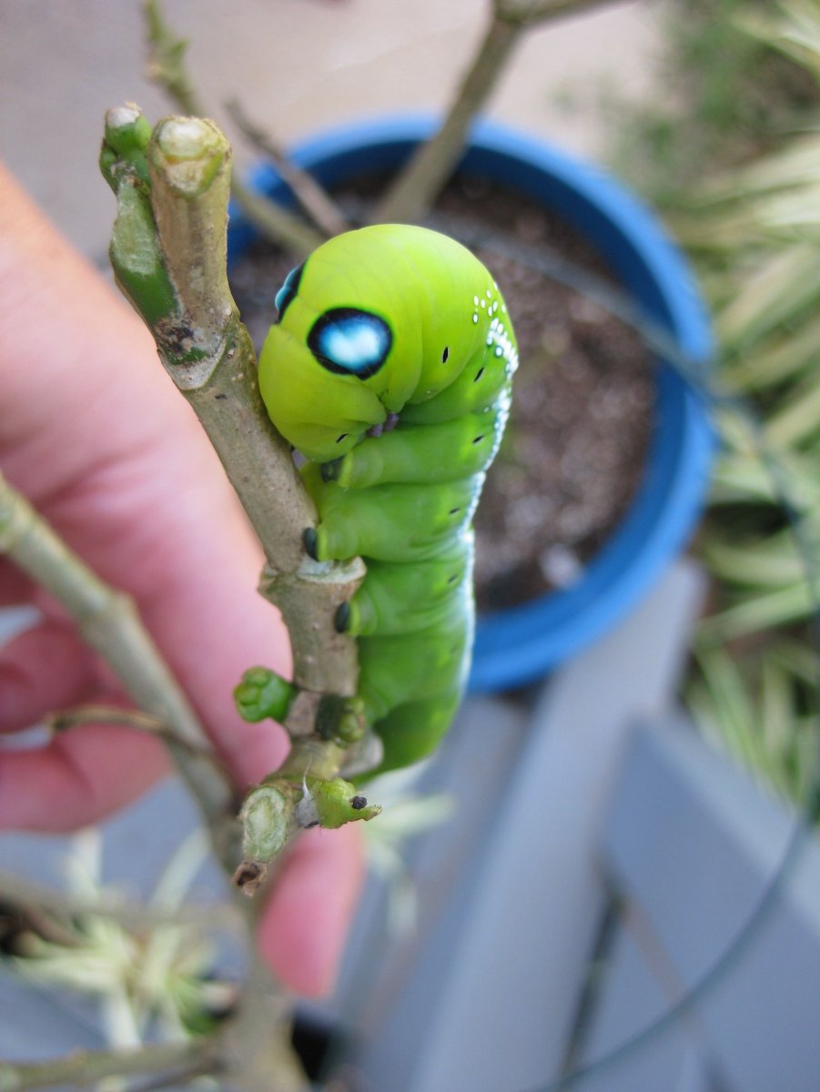 Сатурния цекропия
