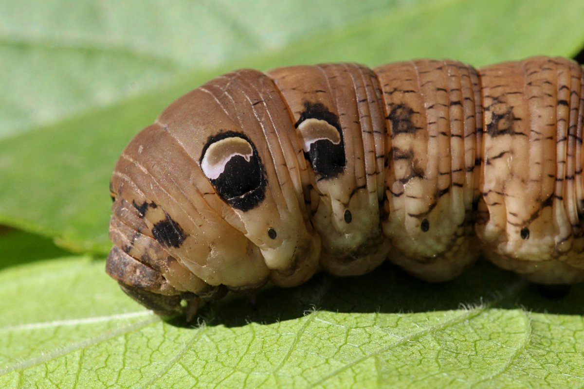 Бабочка Бражник мертвая голова