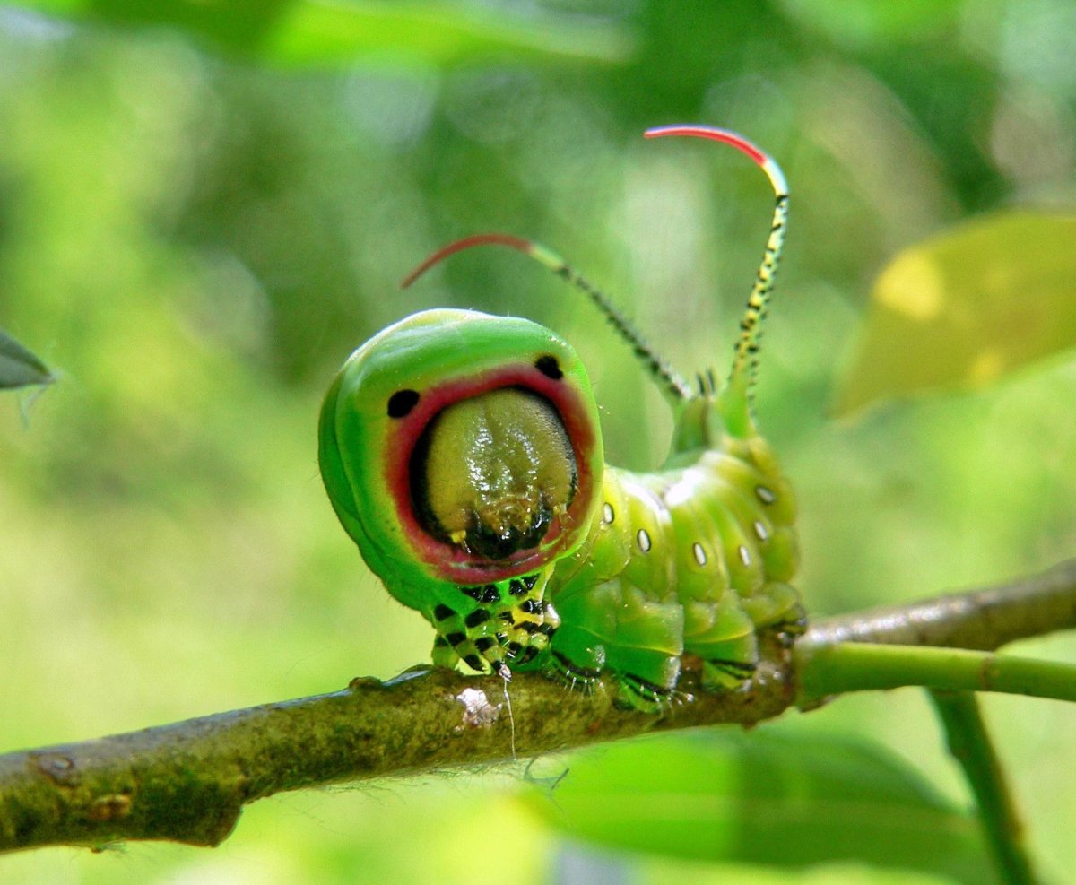 Гусеница Бражник средневинный
