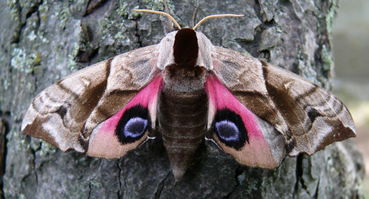 Глазчатый Бражник бабочка