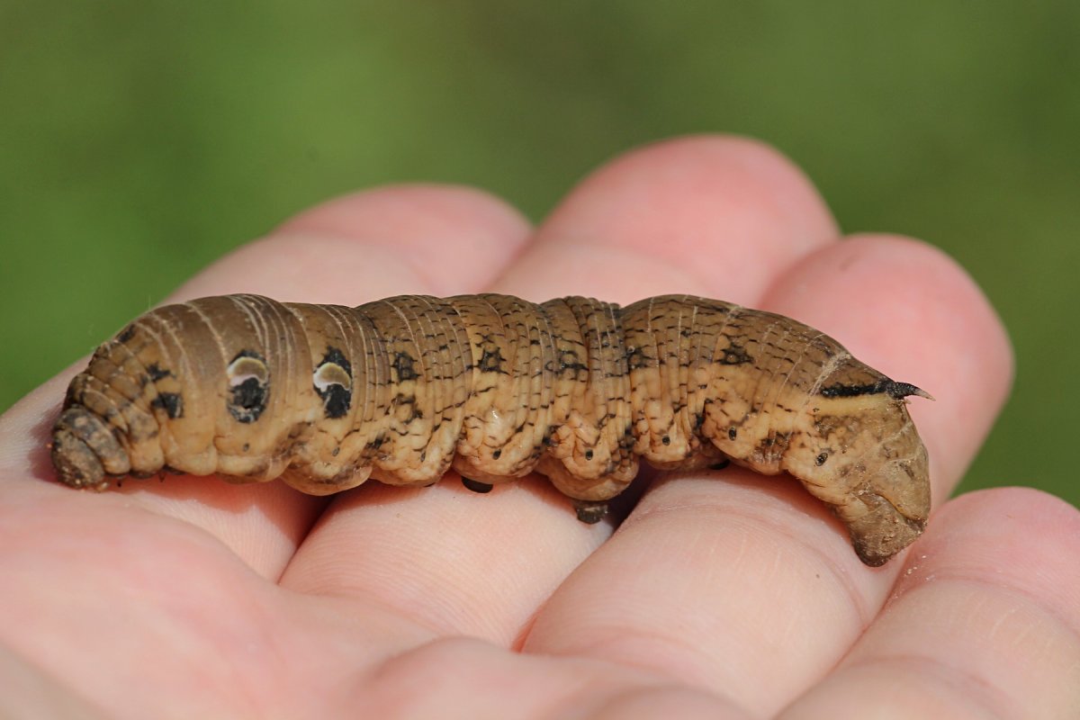 Papilio Troilus гусеница