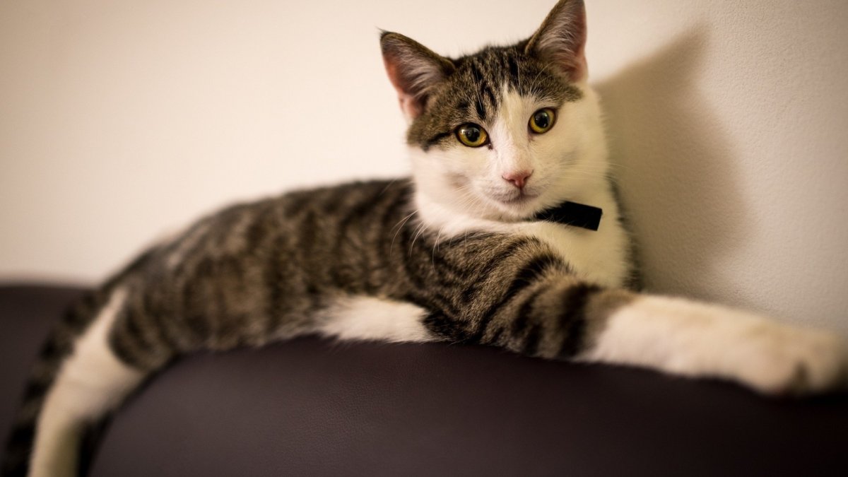 Кошка полулежа