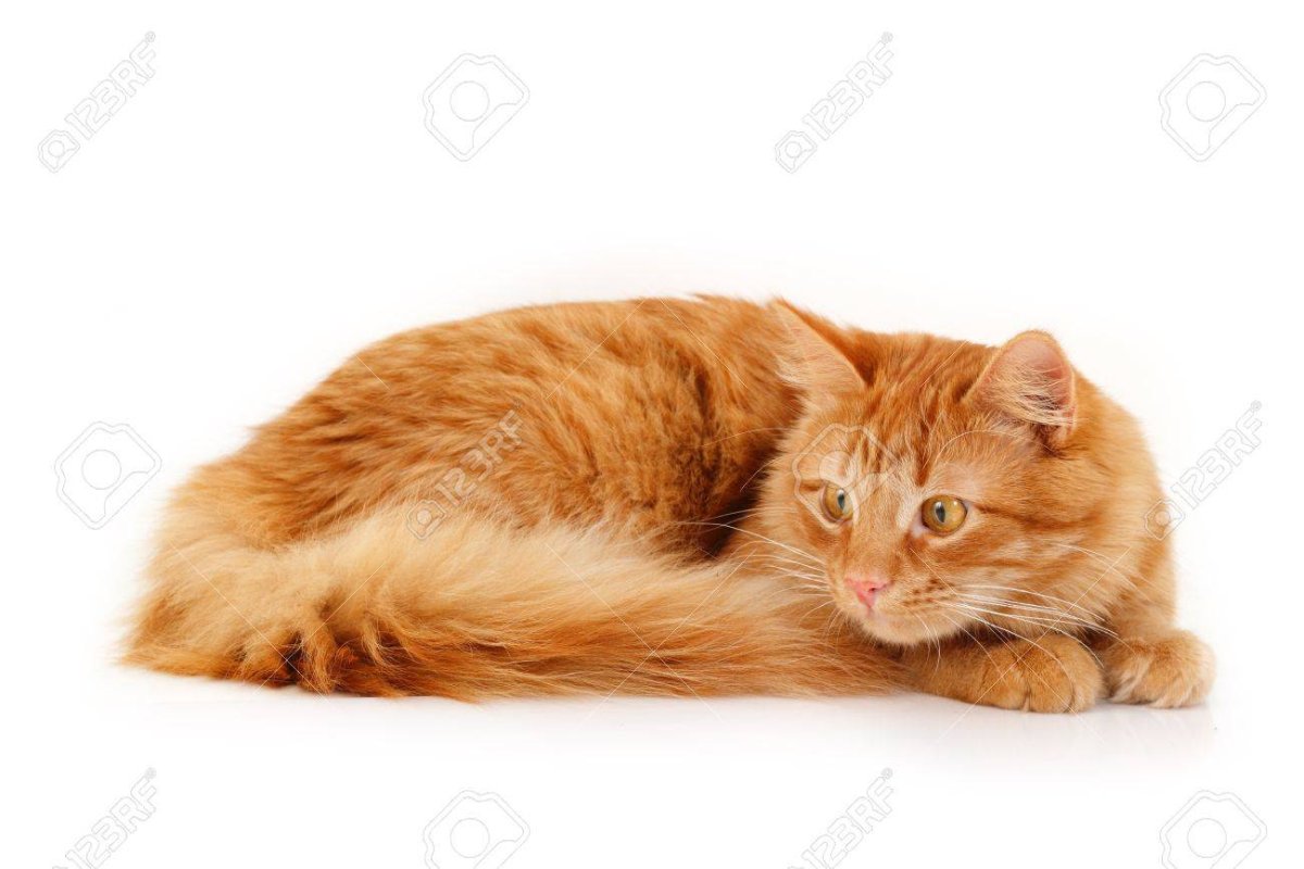 Кошка лежит на белом фоне