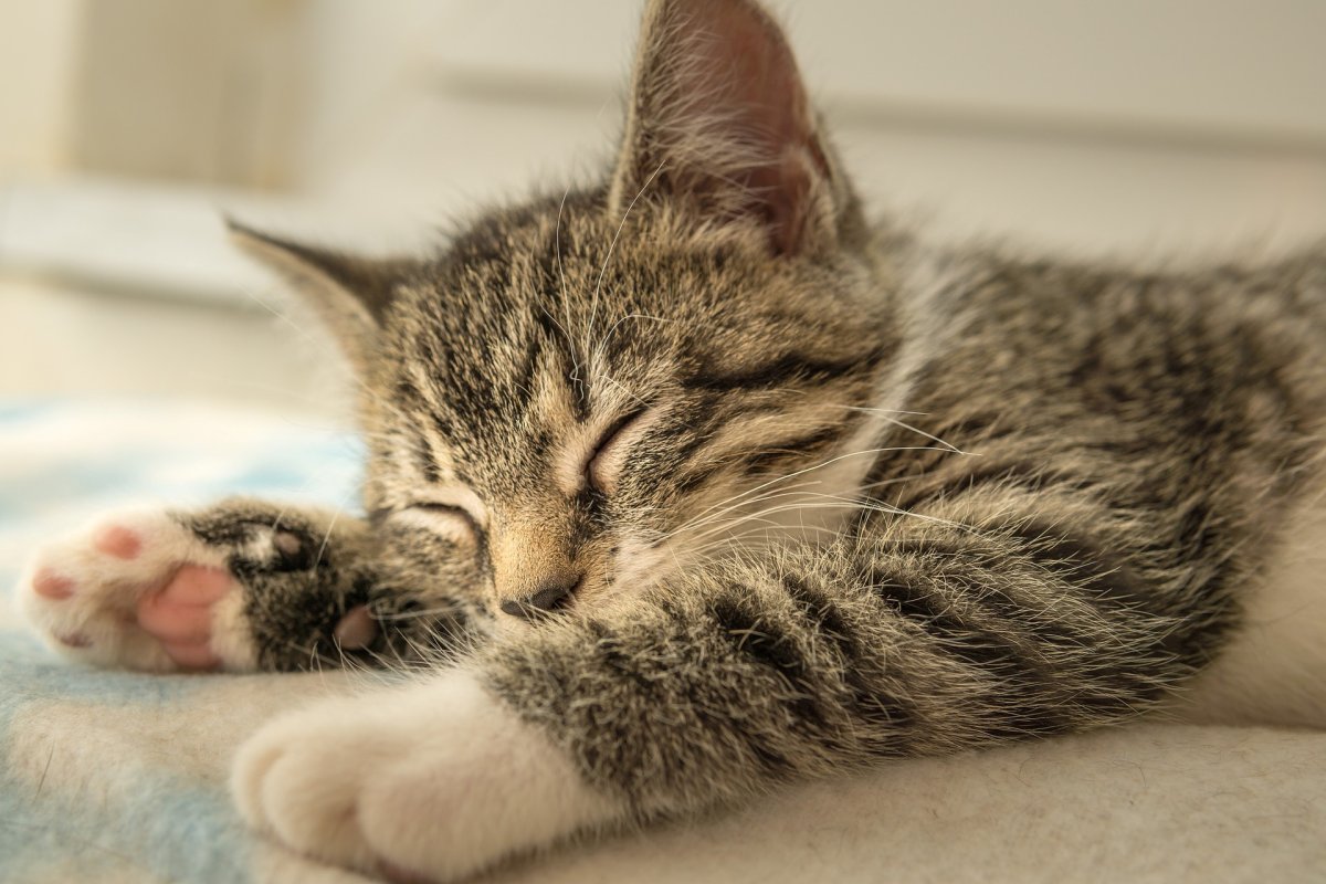 Кот лежит лапы вперед