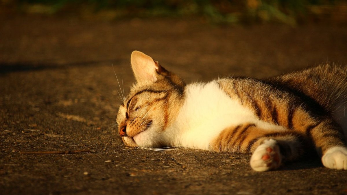 Кот лежит с самодовольным видом