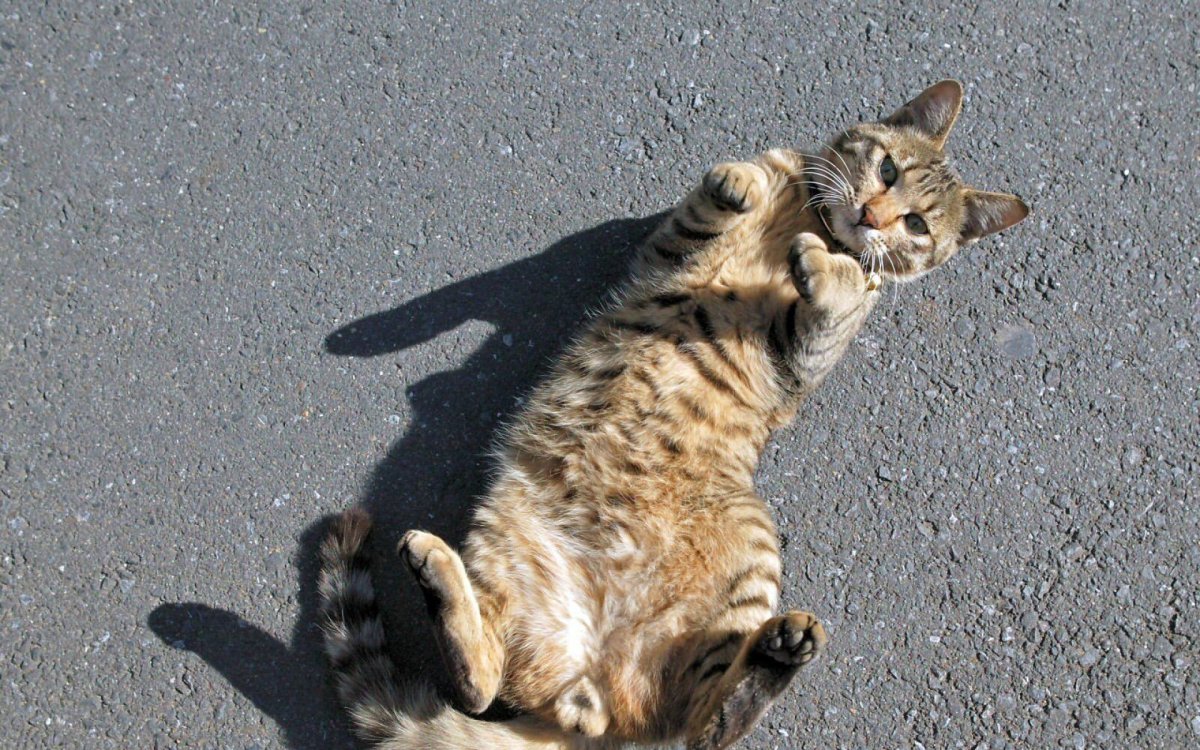 Кот играется на спине