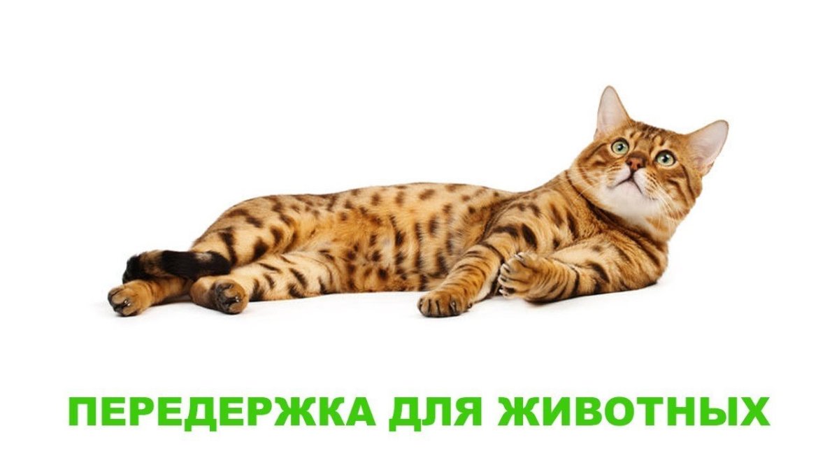 Бенгальский кот