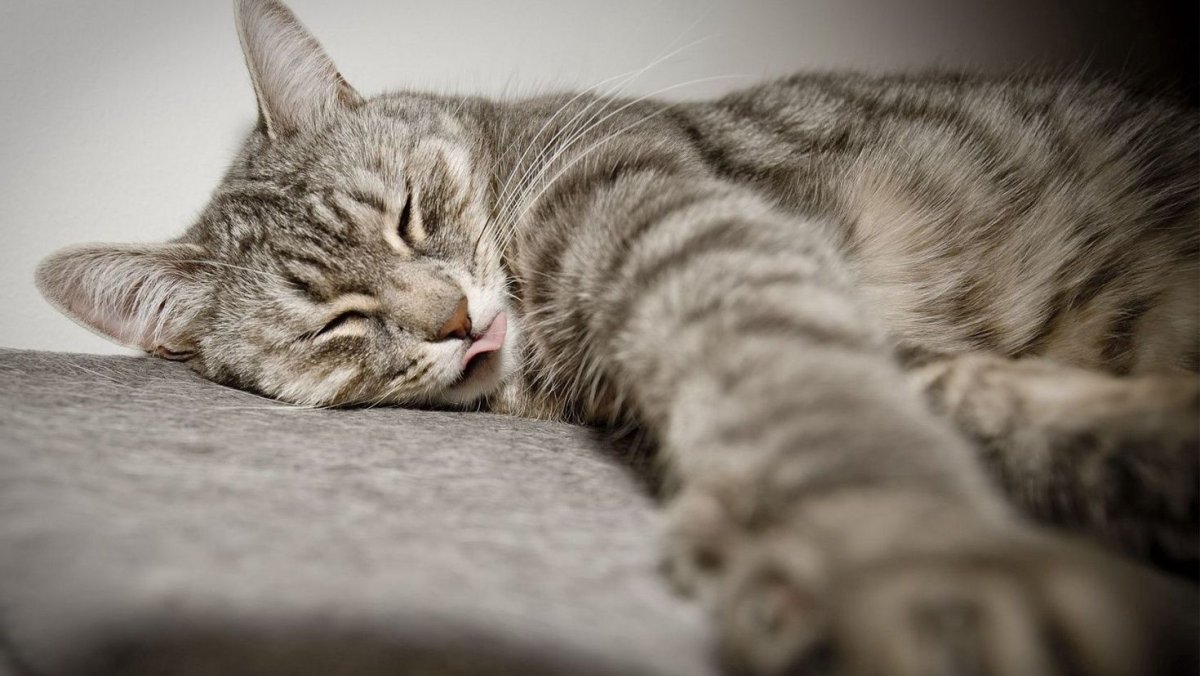 Кот спит