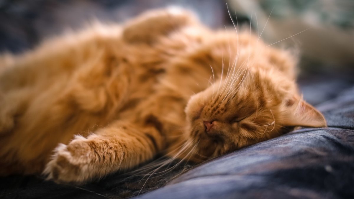 Рыжий кот спит