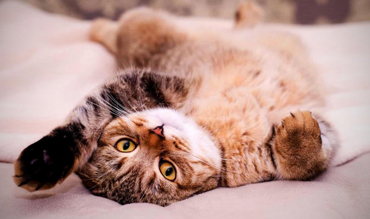 Кот валяется на спине