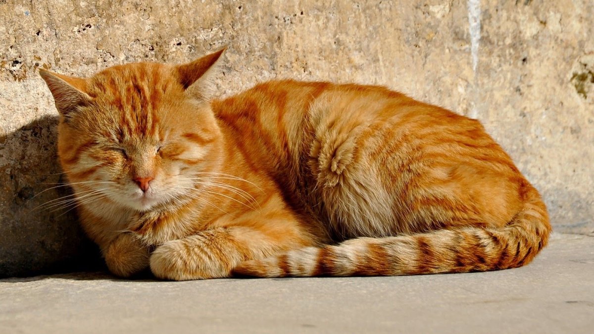 Рыжий кот лежит