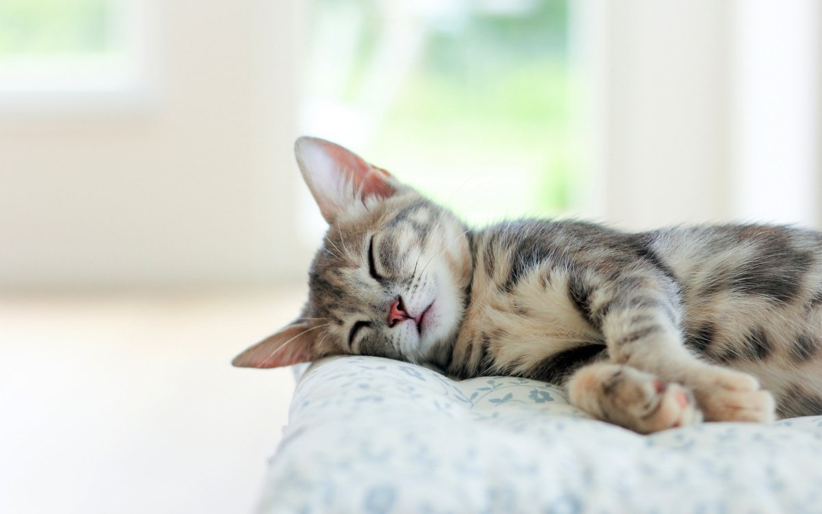 Кошка лежит