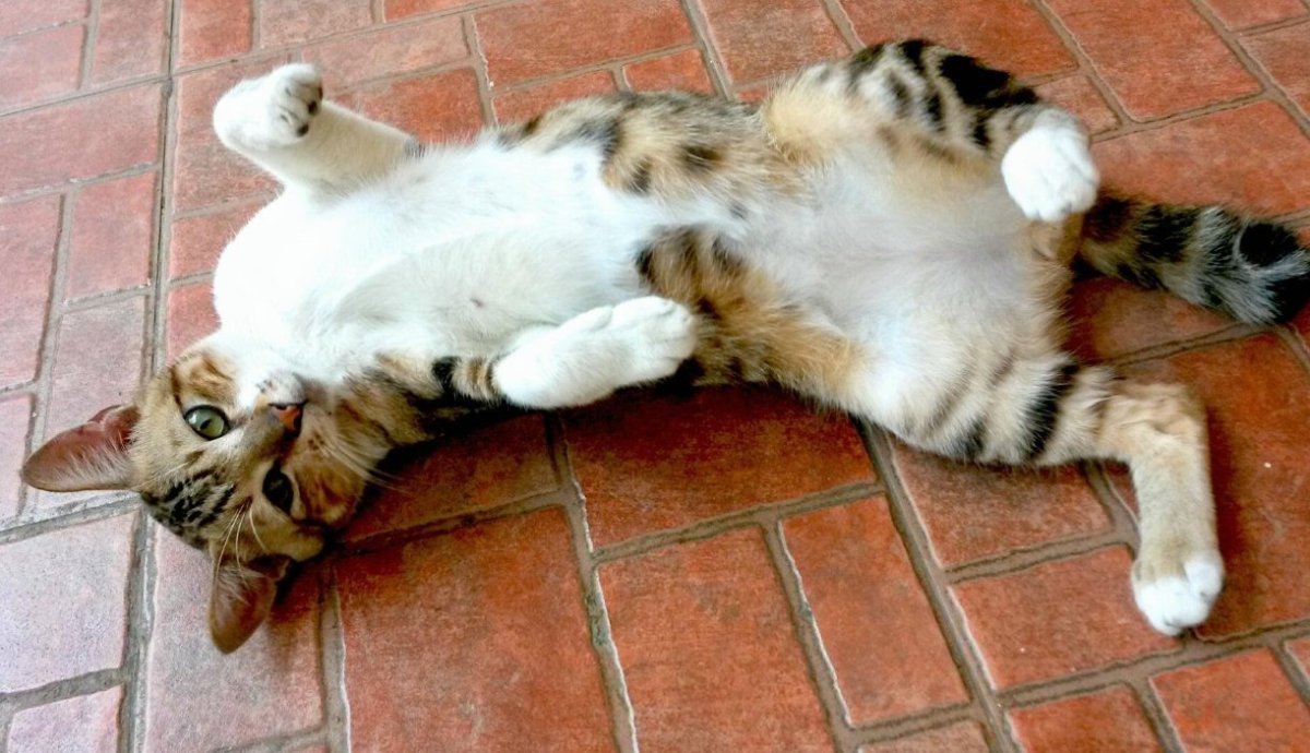 Кот лежит кверху пузом