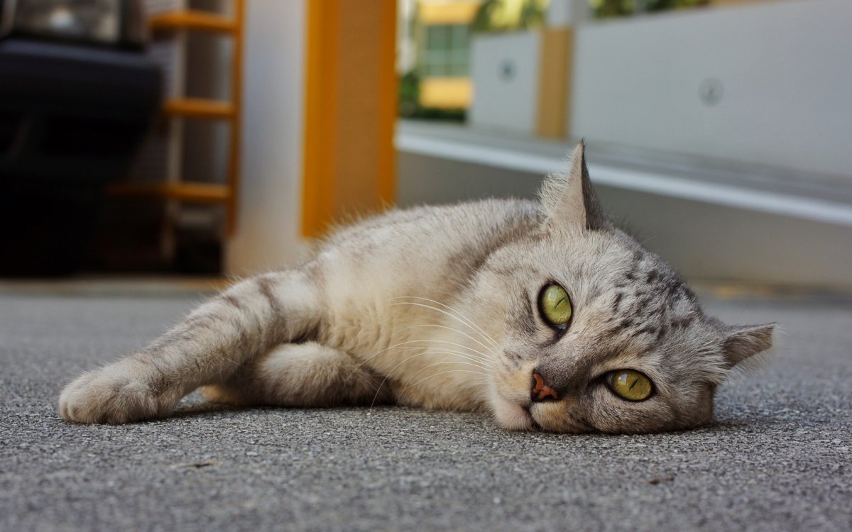 Лежачий котик