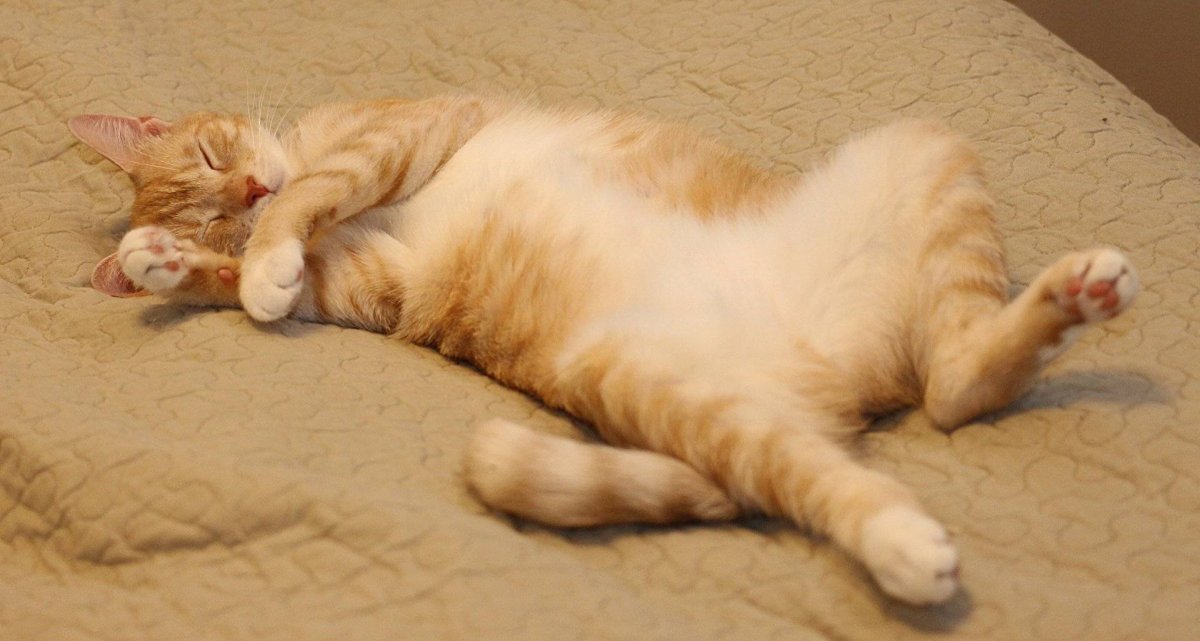 Котик лежит на спине