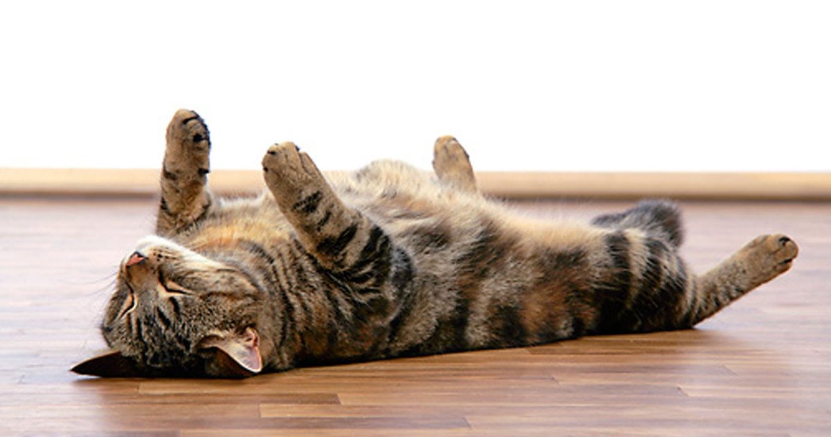 Кошка на теплом полу