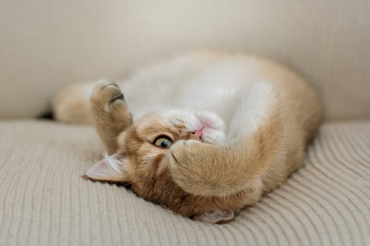 Котенок лежит на спине