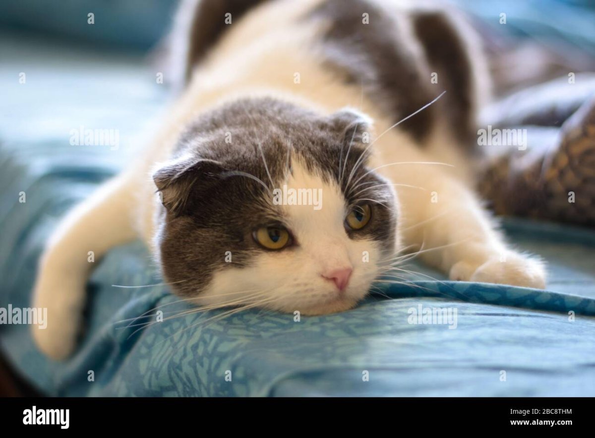 Если кот лежит на животе