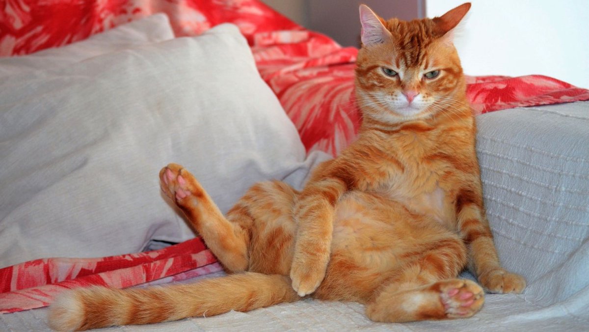 Рыжий кот сидит