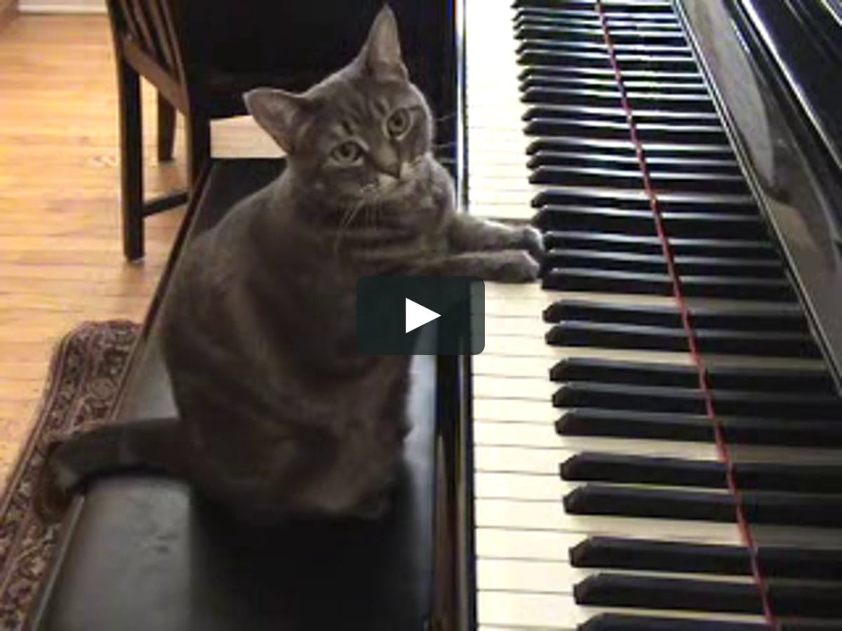 Кот за фортепиано