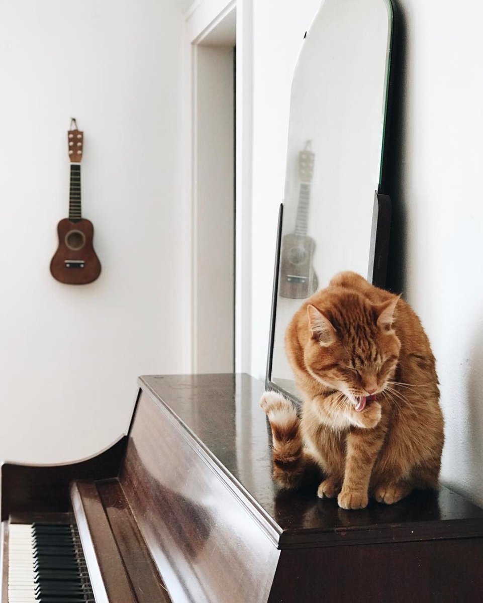 Животные и фортепиано