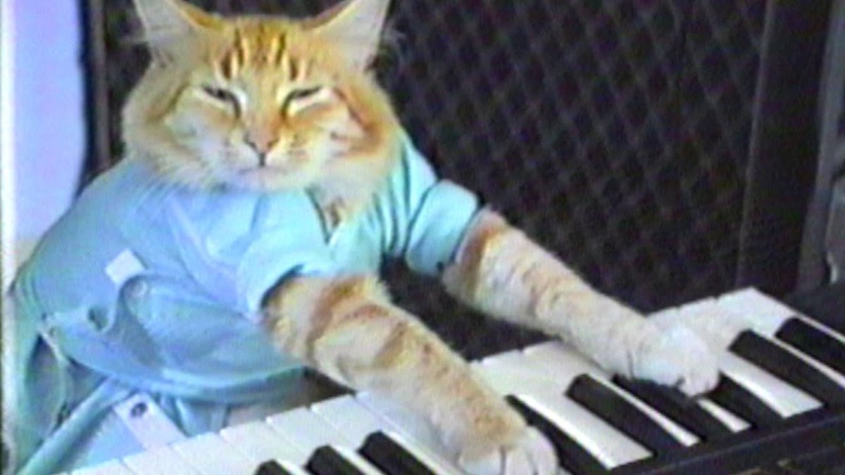 Кот пианист