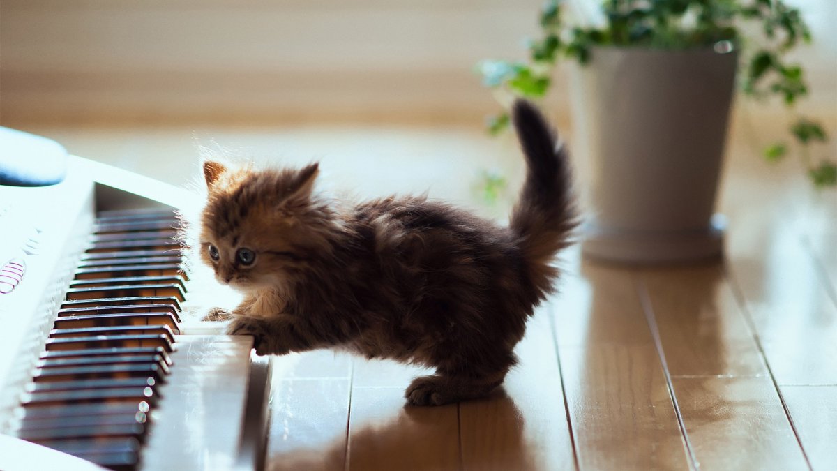 Котик играющий на пианино