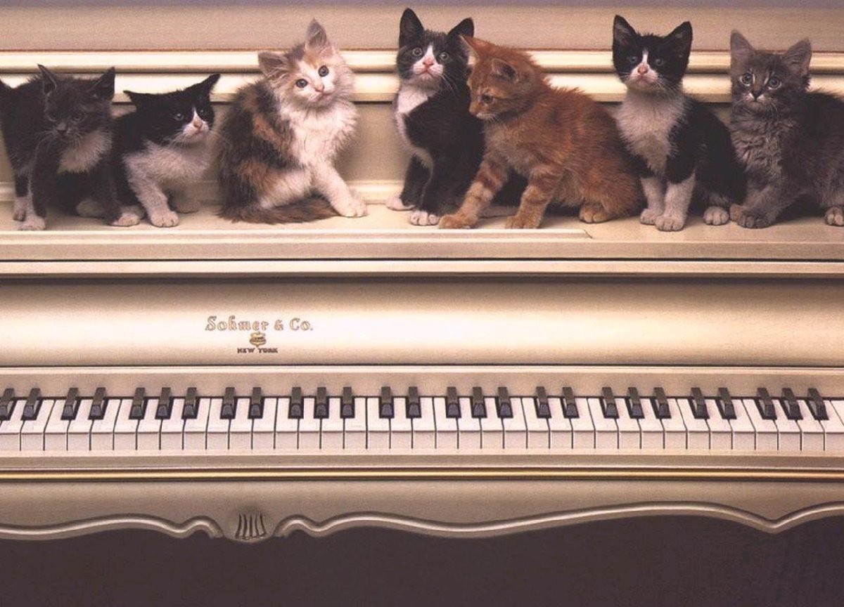 Коты и рояль